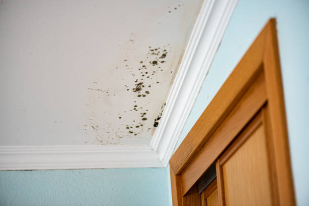 Best Mold Remediation  in Troy, AL
