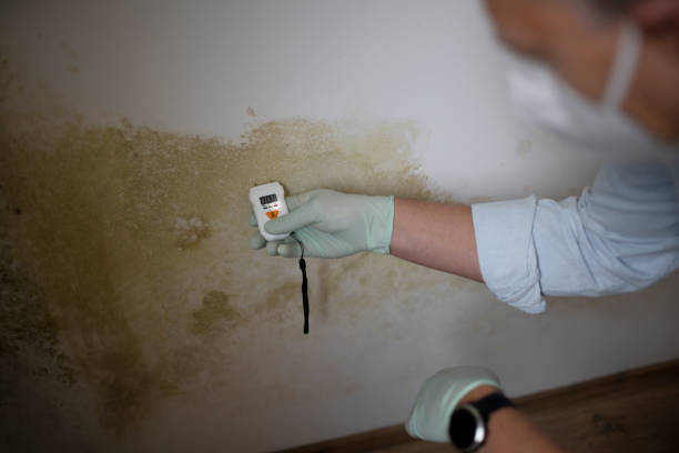 Best Toxic Mold Removal  in Troy, AL